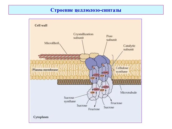 Строение целлюлозо-синтазы