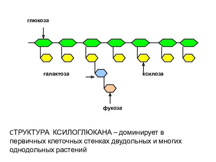 глюкоза ксилоза галактоза фукоза CТРУКТУРА КСИЛОГЛЮКАНА – доминирует в первичных