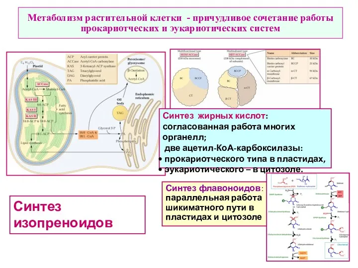 Метаболизм растительной клетки - причудливое сочетание работы прокариотческих и эукариотических