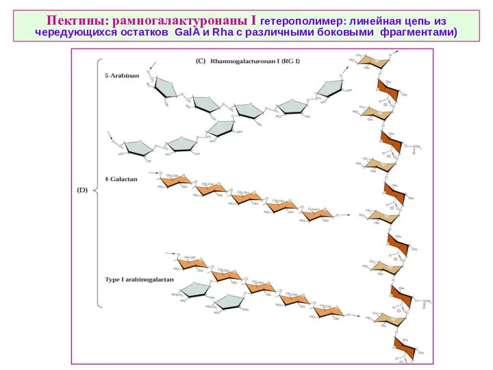 Пектины: рамногалактуронаны I гетерополимер: линейная цепь из чередующихся остатков GalA и Rha с различными боковыми фрагментами)