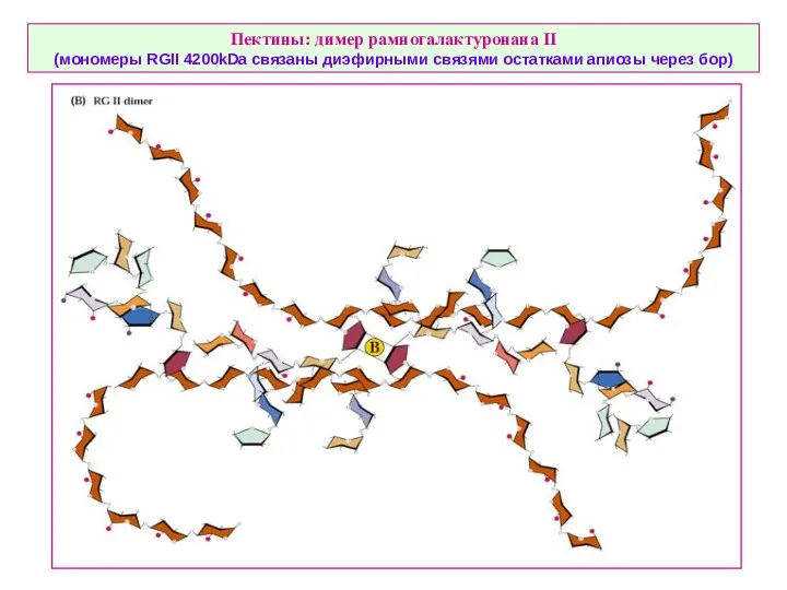 Пектины: димер рамногалактуронана II (мономеры RGII 4200kDa связаны диэфирными связями остатками апиозы через бор)