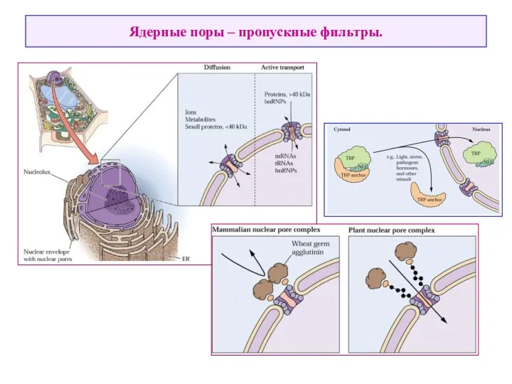 Ядерные поры – пропускные фильтры.