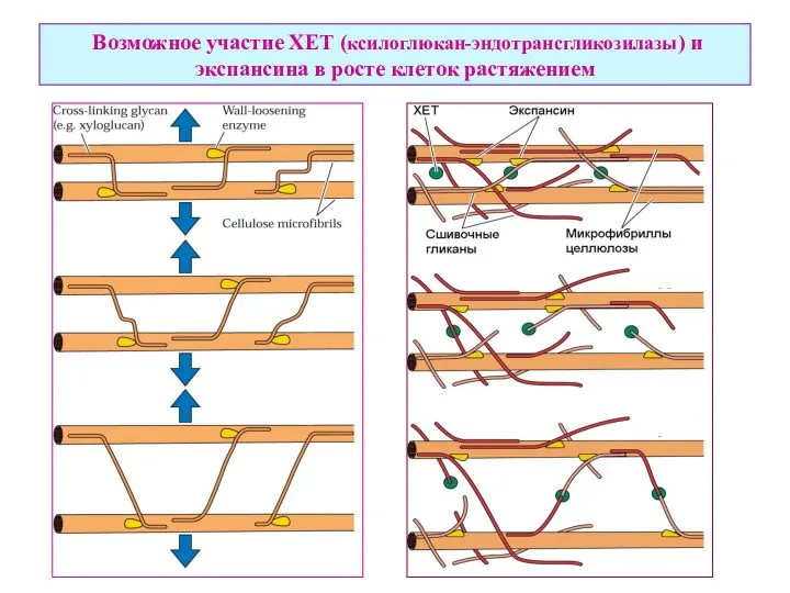 Возможное участие ХЕТ (ксилоглюкан-эндотрансгликозилазы) и экспансина в росте клеток растяжением