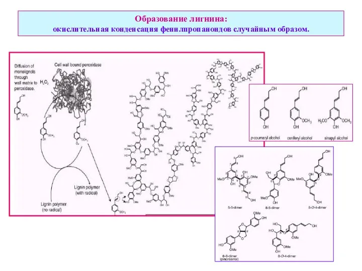 Образование лигнина: окислительная конденсация фенилпропаноидов случайным образом.