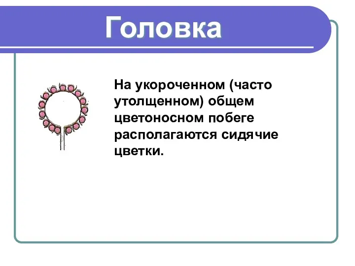 Головка На укороченном (часто утолщенном) общем цветоносном побеге располагаются сидячие цветки.