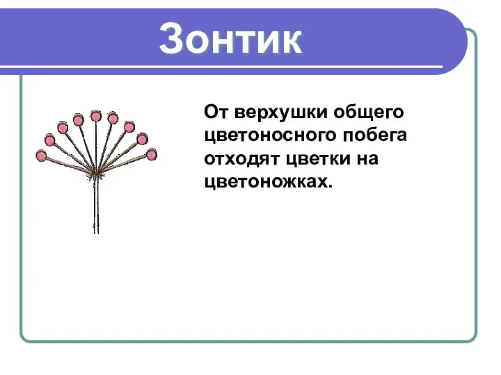 Зонтик От верхушки общего цветоносного побега отходят цветки на цветоножках.