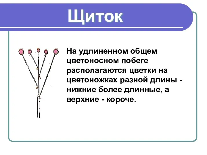 Щиток На удлиненном общем цветоносном побеге располагаются цветки на цветоножках