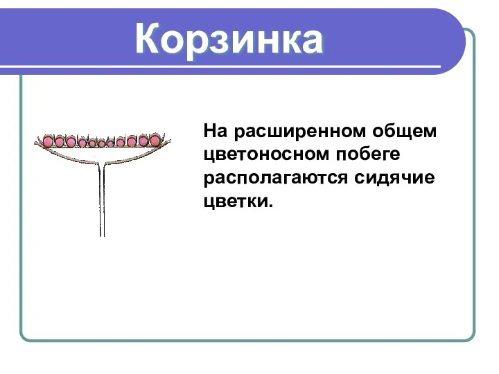 Корзинка На расширенном общем цветоносном побеге располагаются сидячие цветки.