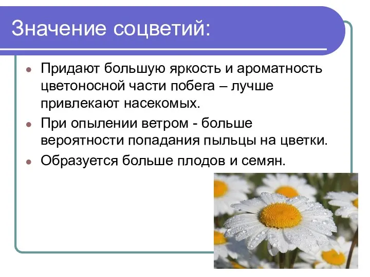 Значение соцветий: Придают большую яркость и ароматность цветоносной части побега