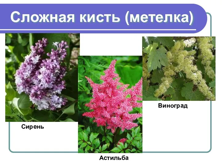 Сложная кисть (метелка) Сирень Виноград Астильба