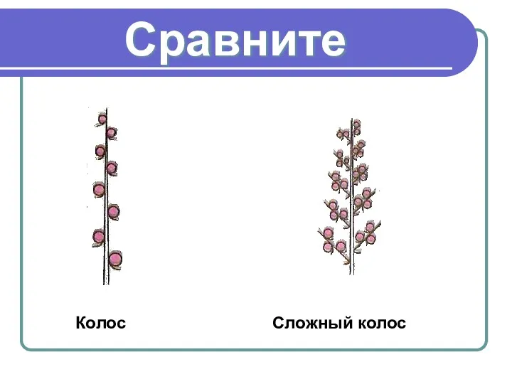 Сравните Колос Сложный колос