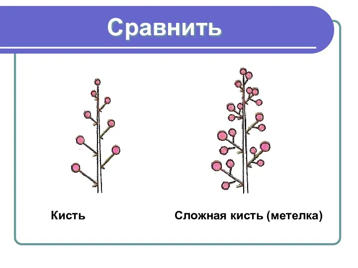 Сравнить Кисть Сложная кисть (метелка)