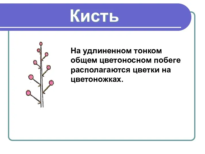 На удлиненном тонком общем цветоносном побеге располагаются цветки на цветоножках. Кисть