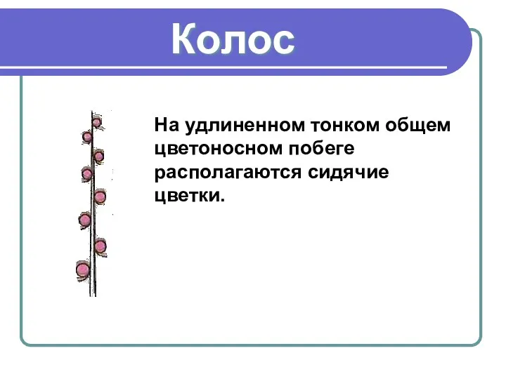 Колос На удлиненном тонком общем цветоносном побеге располагаются сидячие цветки.