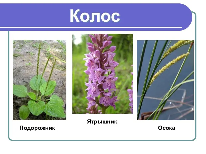 Колос Подорожник Ятрышник Осока