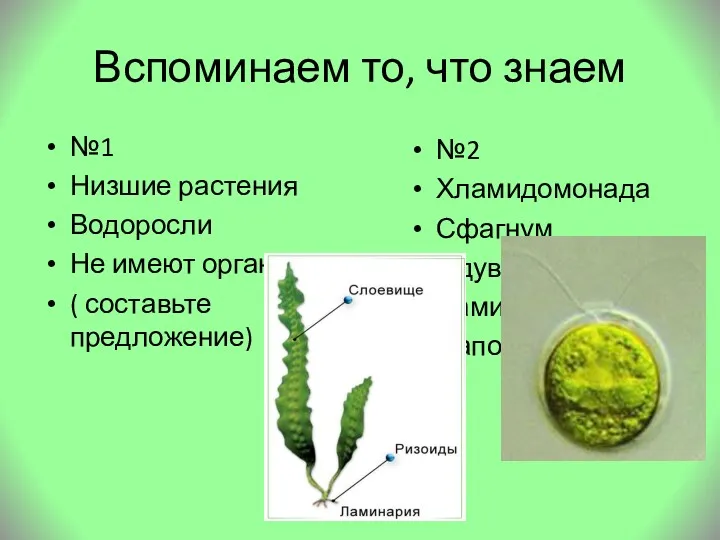 Вспоминаем то, что знаем №1 Низшие растения Водоросли Не имеют