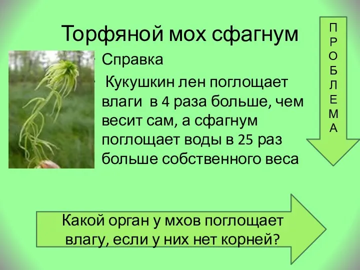 Торфяной мох сфагнум Справка Кукушкин лен поглощает влаги в 4