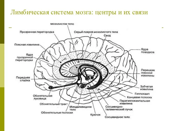 Лимбическая система мозга: центры и их связи