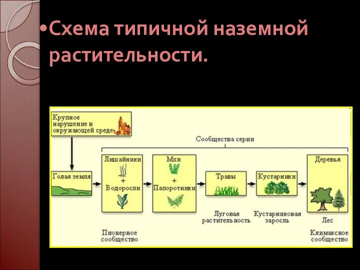 Схема типичной наземной растительности.