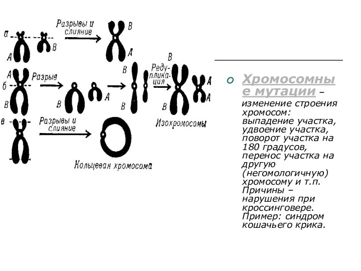 Хромосомные мутации – изменение строения хромосом: выпадение участка, удвоение участка, поворот участка на