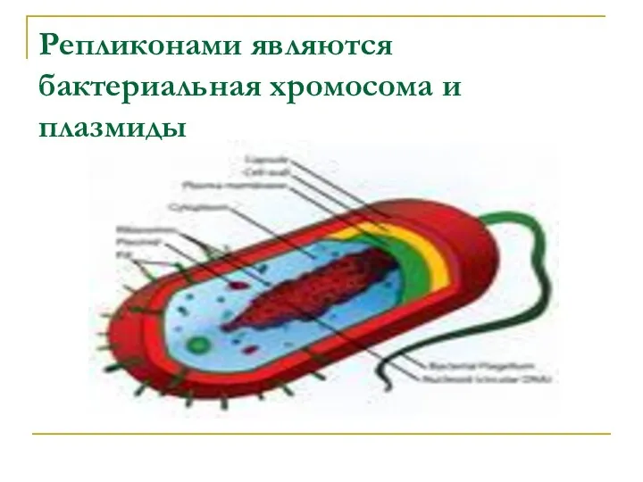 Репликонами являются бактериальная хромосома и плазмиды