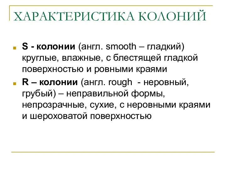 ХАРАКТЕРИСТИКА КОЛОНИЙ S - колонии (англ. smooth – гладкий) круглые,