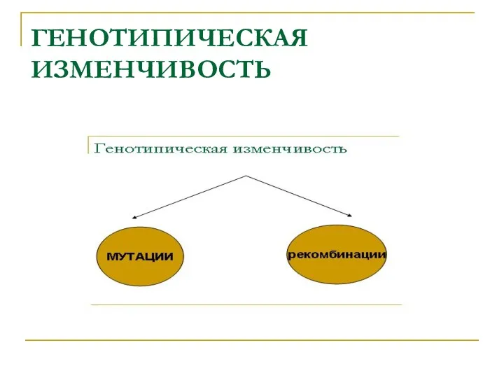 ГЕНОТИПИЧЕСКАЯ ИЗМЕНЧИВОСТЬ