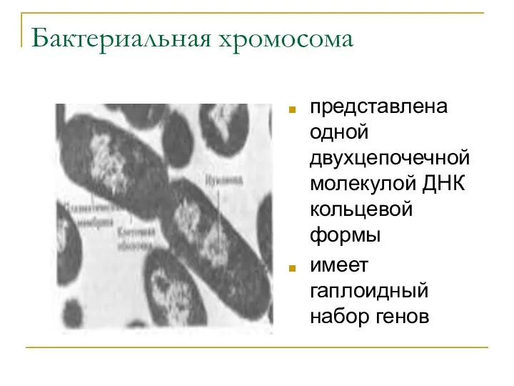 Бактериальная хромосома представлена одной двухцепочечной молекулой ДНК кольцевой формы имеет гаплоидный набор генов