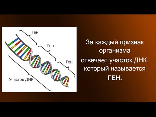 За каждый признак организма отвечает участок ДНК, который называется ГЕН.