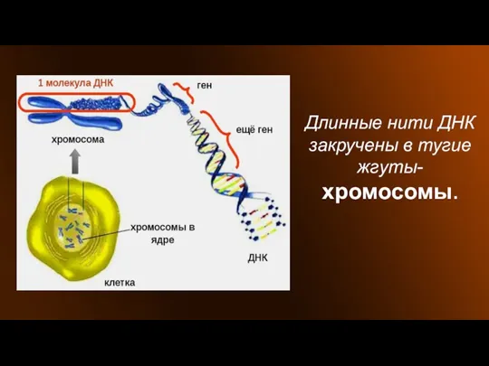 Длинные нити ДНК закручены в тугие жгуты- хромосомы.