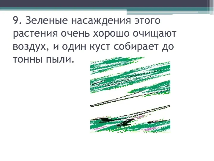 9. Зеленые насаждения этого растения очень хорошо очищают воздух, и один куст собирает до тонны пыли.