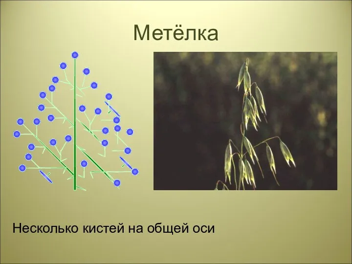 Метёлка Несколько кистей на общей оси