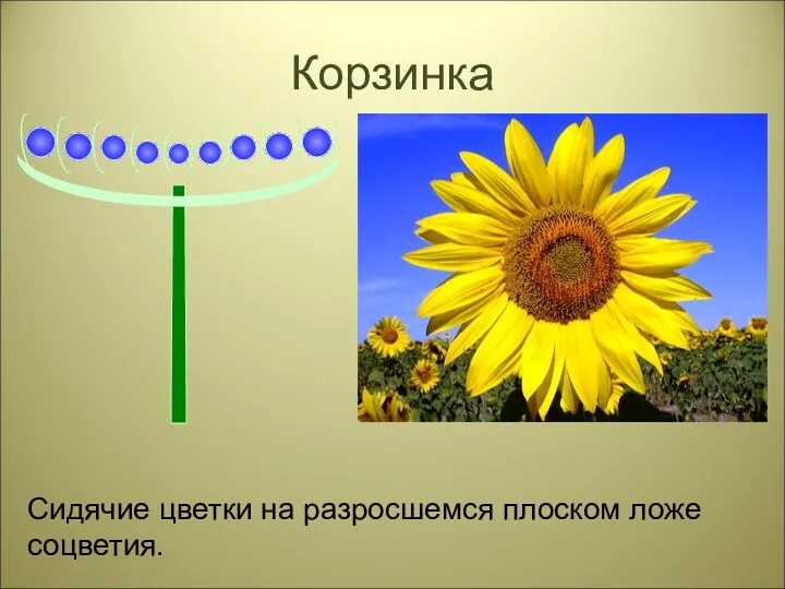 Корзинка Сидячие цветки на разросшемся плоском ложе соцветия.