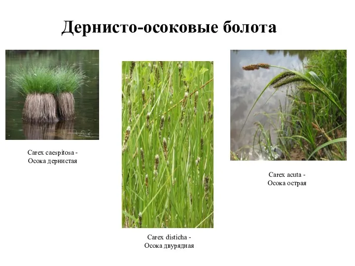 Дернисто-осоковые болота Carex caespitosa - Осока дернистая Carex disticha -