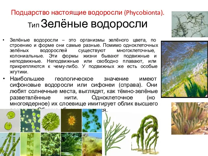 Подцарство настоящие водоросли (Phycobionta). Тип Зелёные водоросли Зелёные водоросли –