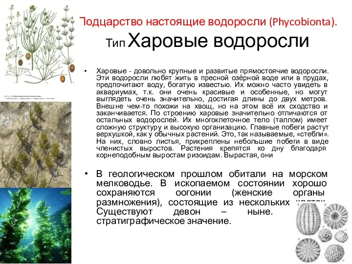 Подцарство настоящие водоросли (Phycobionta). Тип Харовые водоросли Харовые - довольно