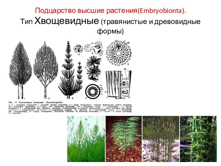 Подцарство высшие растения(Embryobionta). Тип Хвощевидные (травянистые и древовидные формы)