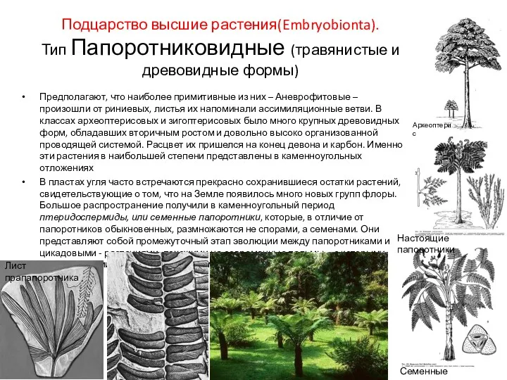 Подцарство высшие растения(Embryobionta). Тип Папоротниковидные (травянистые и древовидные формы) Предполагают,