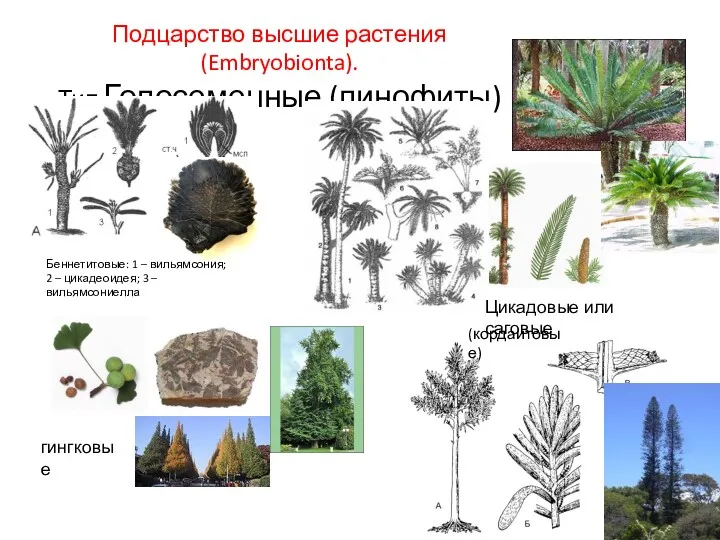 Подцарство высшие растения(Embryobionta). Тип Голосеменные (пинофиты) Беннетитовые: 1 – вильямсония;