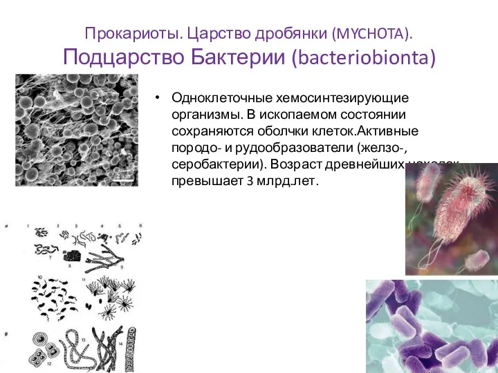 Прокариоты. Царство дробянки (MYCHOTA). Подцарство Бактерии (bacteriobionta) Одноклеточные хемосинтезирующие организмы.