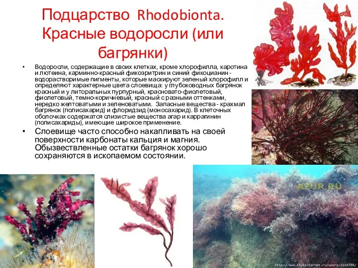 Подцарство Rhodobionta. Красные водоросли (или багрянки) Водоросли, содержащие в своих