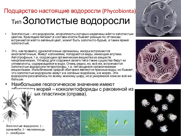 Подцарство настоящие водоросли (Phycobionta). Тип Золотистые водоросли Золотистые – это