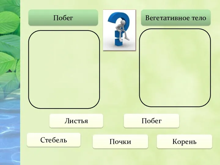 Побег Вегетативное тело Стебель Листья Почки Корень Побег