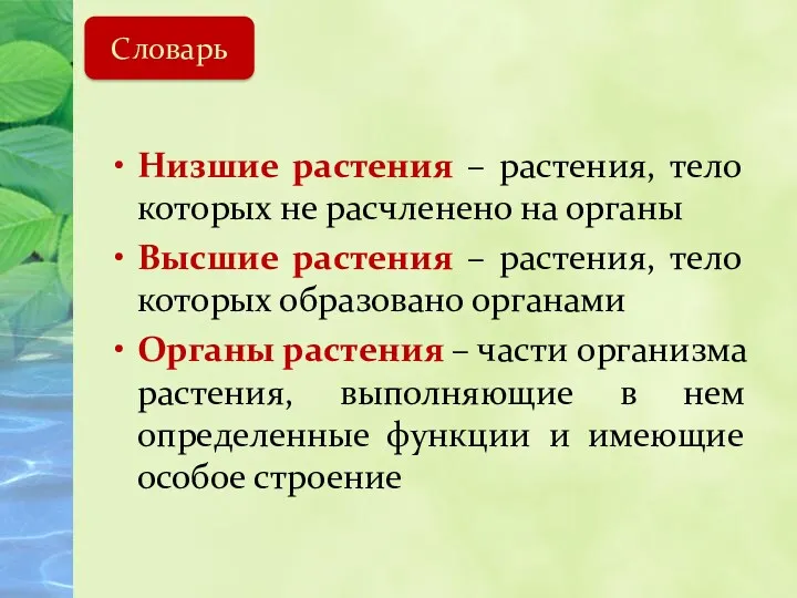 Низшие растения – растения, тело которых не расчленено на органы