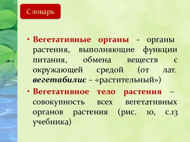 Вегетативные органы - органы растения, выполняющие функции питания, обмена веществ