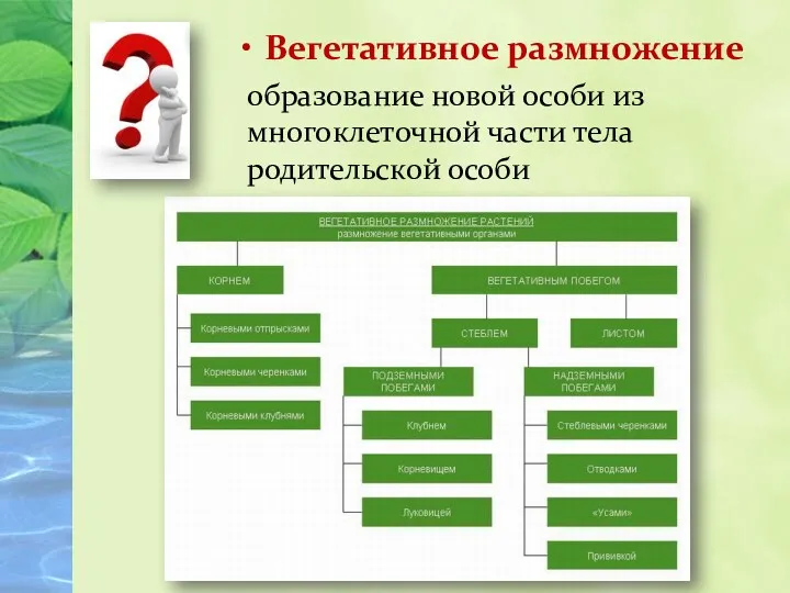 Вегетативное размножение образование новой особи из многоклеточной части тела родительской особи