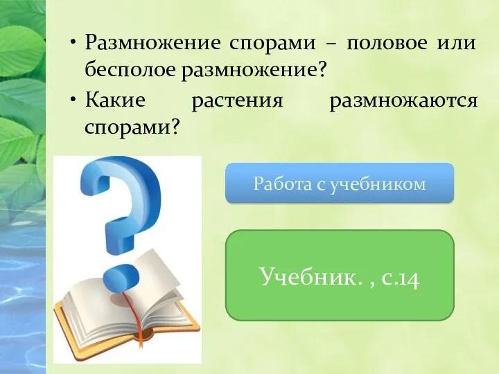 Размножение спорами – половое или бесполое размножение? Какие растения размножаются