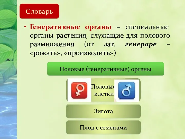 Генеративные органы – специальные органы растения, служащие для полового размножения