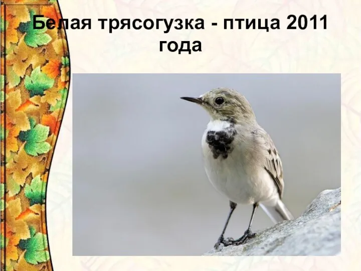 Белая трясогузка - птица 2011 года