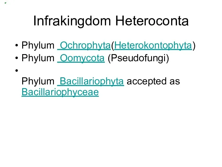 Infrakingdom Heteroconta Phylum Ochrophyta(Heterokontophyta) Phylum Oomycota (Pseudofungi) Phylum Bacillariophyta accepted as Bacillariophyceae